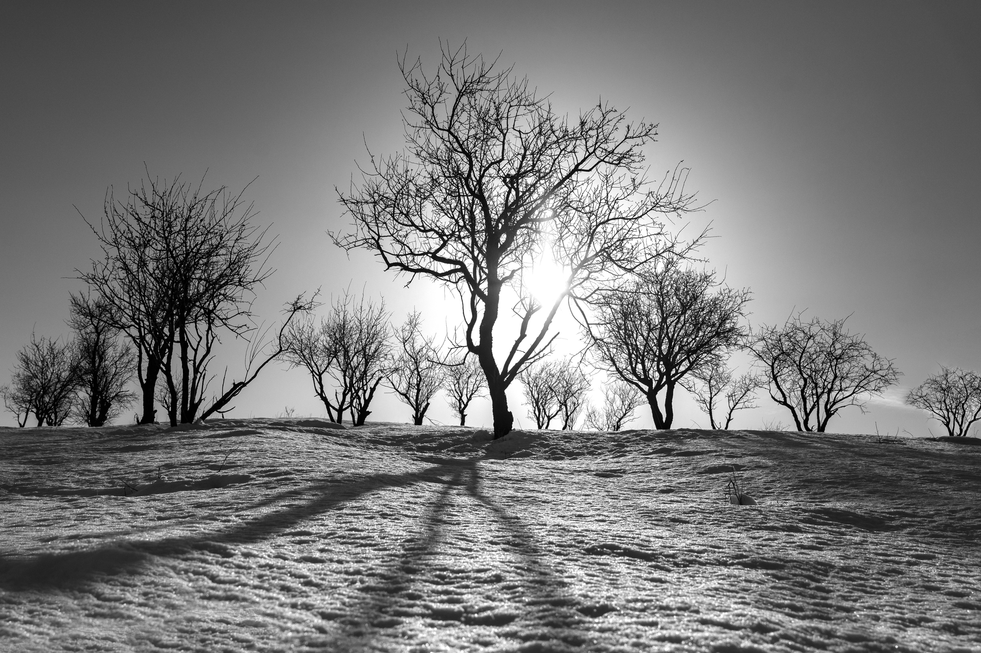 زیبایی شناسی مربوط به هنرمندان است، همان‌گونه که پرنده شناسی مربوط به پرندگان است.
-بارنت نیومن